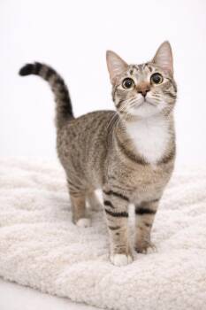 Domestic Short Hair Cats Available for Adoption - Basil | PetCurious