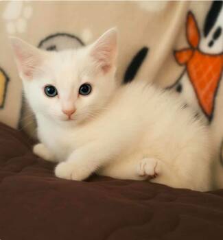 Rescue Domestic Short Hair Cats for Adoption in El Dorado, Arkansas - Mr. Magoo | PetCurious