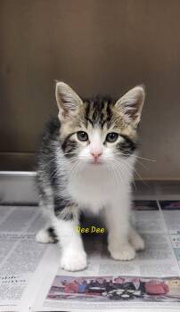 Domestic Short Hair Cats Available for Adoption in Marion, Mississippi - Dee Dee | PetCurious