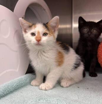 Kitten -  Domestic Short Hair Cat for Adoption in Howes Cave, New York - Kitten | PetCurious