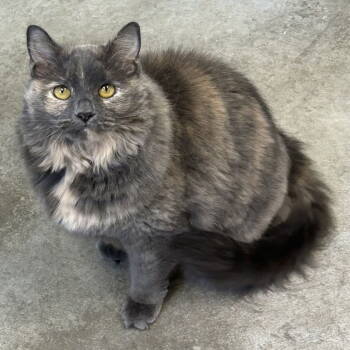 Rescue Dilute Tortoiseshell and Domestic Long Hair Cats for Adoption in Cincinnati, Ohio - Winnie 2025 | PetCurious