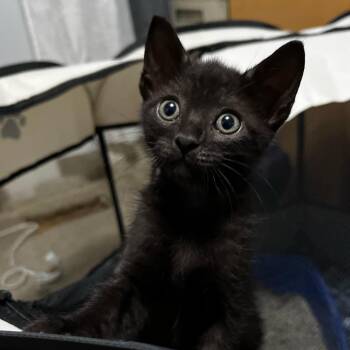 Frick in Lutherville, MD -  Domestic Short Hair Cat for Adoption - Frick In Lutherville, MD | PetCurious