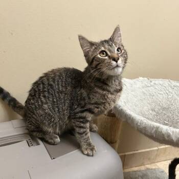 Rescue Domestic Short Hair Cats for Adoption in Evanston, Illinois - Sporty Spice | PetCurious