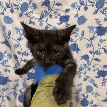 A612417 -  Domestic Short Hair Cat for Adoption in Modesto, California - A612417 | PetCurious