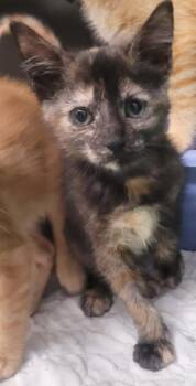 Darla -  Domestic Short Hair Cat for Adoption in Republic, Missouri - Darla | PetCurious