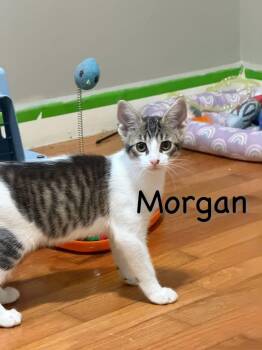 Morgan -  Domestic Short Hair Cat for Adoption in Manhattan, Kansas - Morgan | PetCurious