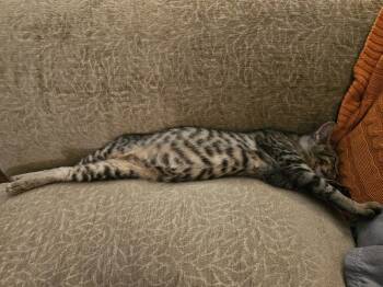 Callooh -  Domestic Short Hair Cat for Adoption in Chicago, Illinois - Callooh | PetCurious