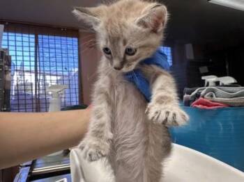 Lush Life -  Domestic Short Hair Cat for Adoption in Roseville, California - Lush Life | PetCurious
