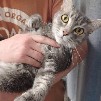Domestic Short Hair Cats Available for Adoption - Cookie Dough | PetCurious