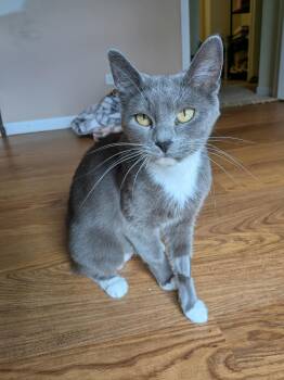 Daisy -  American Shorthair Cat for Adoption in Beach Park, Illinois - Daisy | PetCurious