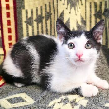 Lopper -  Domestic Short Hair Cat Available for Adoption in Mt. Juliet, Tennessee - Lopper | PetCurious