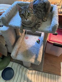 Savannah -  Bengal and Domestic Short Hair Cat for Adoption in Cleveland, Ohio - Savannah | PetCurious