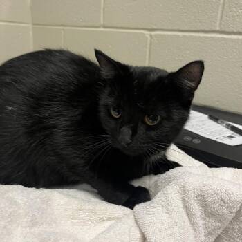 Pomona -  Domestic Short Hair Cat for Adoption in Bristol, Indiana - Pomona | PetCurious