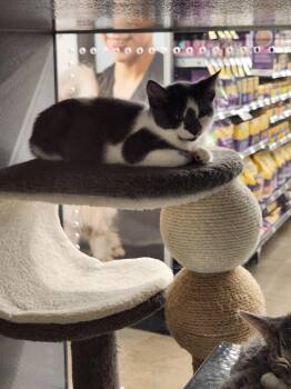 Linus -  Domestic Short Hair Cat for Adoption in Westfield, Wisconsin - Linus | PetCurious
