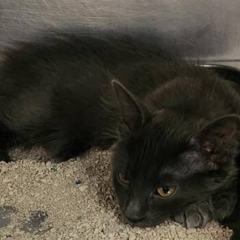 Huntress -  Domestic Short Hair Cat for Adoption in Murray, Utah - Huntress | PetCurious