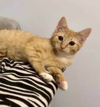 Domestic Short Hair Cats Available for Adoption - Dakota | PetCurious