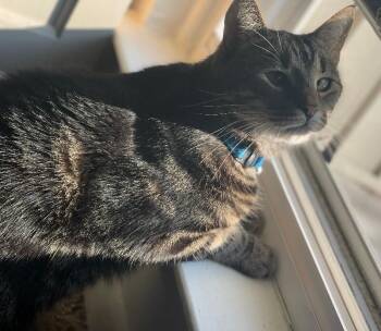 Arlo -  Domestic Short Hair Cat for Adoption - Arlo | PetCurious