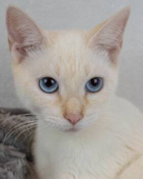 Rescue Domestic Short Hair and Siamese Cats for Adoption in Kennesaw, Georgia - Chick Pea | PetCurious