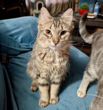 Tabby and Domestic Medium Hair Cats Available for Adoption - Muffin | PetCurious