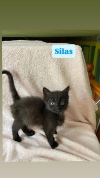 Silas -  Domestic Short Hair Cat for Adoption in Crown Point, Indiana - Silas | PetCurious