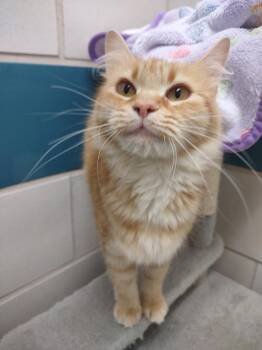 Domestic Medium Hair Cats Available for Adoption - Nectarine | PetCurious