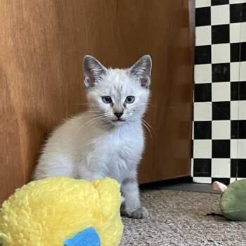 Gilda -  Siamese Cat for Adoption in Matteson, Illinois - Gilda | PetCurious
