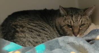 Tiger and Tabby Cats Available for Adoption - CLYDE | PetCurious