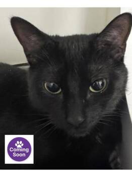 Domestic Short Hair Cats Available for Adoption - Mindy | PetCurious