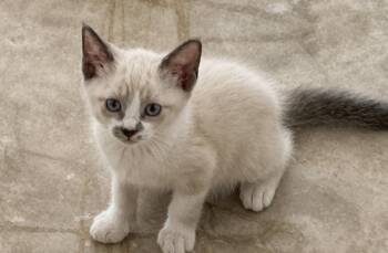 Toffee Bear  -  Siamese and Snowshoe Cat for Adoption in Austin, Texas - Toffee Bear  | PetCurious