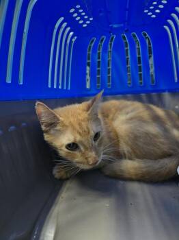 Wolverine (Oscar) -  Domestic Short Hair Cat for Adoption in Evansville, Indiana - Wolverine (Oscar) | PetCurious