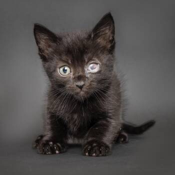 Claritin -  Domestic Short Hair Cat for Adoption in Franklin, Tennessee - Claritin | PetCurious