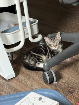 Ranger -  Domestic Medium Hair Cat Available for Adoption in Richardson, Texas - Ranger | PetCurious
