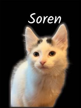 Soren -  Domestic Short Hair Cat for Adoption in Auburn, California - Soren | PetCurious
