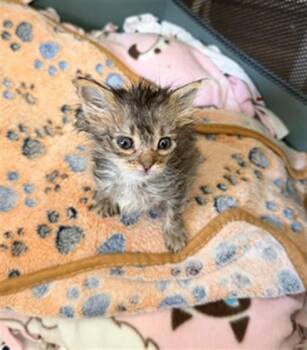 JUNIPER -  Domestic Short Hair Cat for Adoption in Ontario, California - JUNIPER | PetCurious