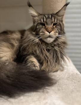 Maine Coon Cats Available for Adoption in Absecon, New Jersey - Emerald (Emmy) | PetCurious