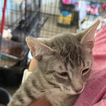 Capri Sun -  Domestic Short Hair Cat for Adoption in Warren, Ohio - Capri Sun | PetCurious
