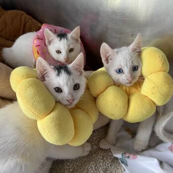 Domestic Short Hair Cats Available for Adoption - Titania | PetCurious