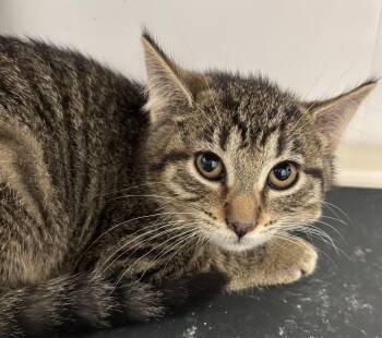 Rescue Domestic Short Hair Cats for Adoption in Richland Center, Wisconsin - Maggie | PetCurious