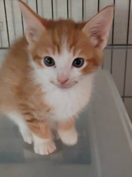 Copper (F) -  Domestic Short Hair Cat Available for Adoption in Liberty, New York - Copper (F) | PetCurious