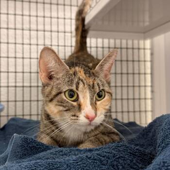 Domestic Short Hair Cats Available for Adoption - Twix | PetCurious