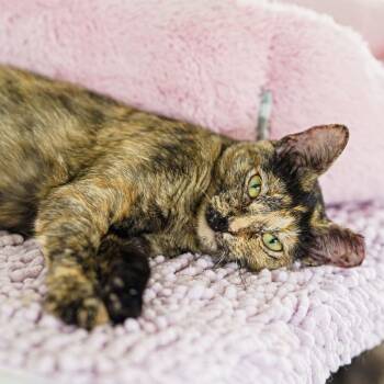 Mars -  Tortoiseshell Cat for Adoption in Lampasas, Texas - Mars | PetCurious