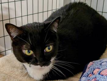 Domestic Short Hair Cats Available for Adoption in St. Augustine, Florida - Babee | PetCurious