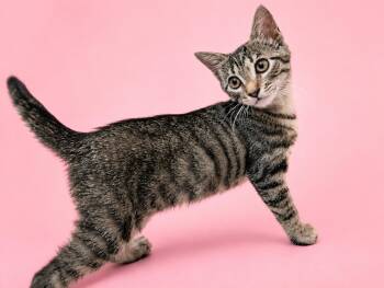 Spoink -  Domestic Short Hair Cat for Adoption in Austin, Texas - Spoink | PetCurious