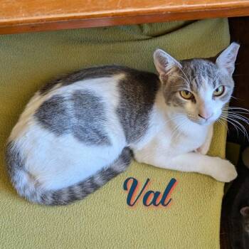 Val CP -  Domestic Short Hair Cat for Adoption in Dallas, Texas - Val CP | PetCurious
