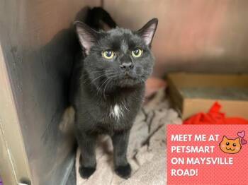 Domestic Short Hair Cats Available for Adoption - MILO | PetCurious