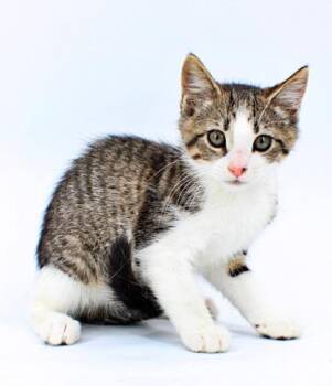 Sweet Pea -  Domestic Short Hair Cat for Adoption in Morton Grove, Illinois - Sweet Pea | PetCurious