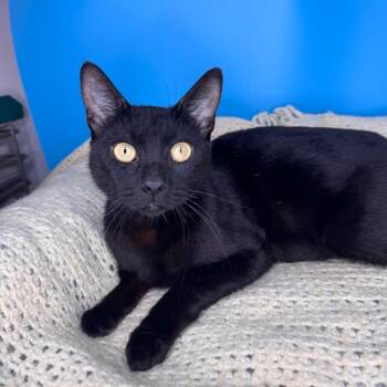 Domestic Short Hair Cats Available for Adoption - Loving | PetCurious