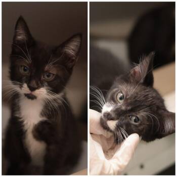 Earwig & Weevil -  Domestic Short Hair Cat for Adoption in Philadelphia, Pennsylvania - Earwig & Weevil | PetCurious