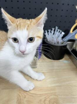 Domestic Short Hair Cats Available for Adoption in Dayton, Minnesota - Salmon | PetCurious
