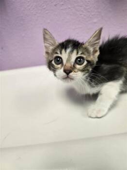 61142735 -  Domestic Short Hair Cat for Adoption in El Paso, Texas - 61142735 | PetCurious